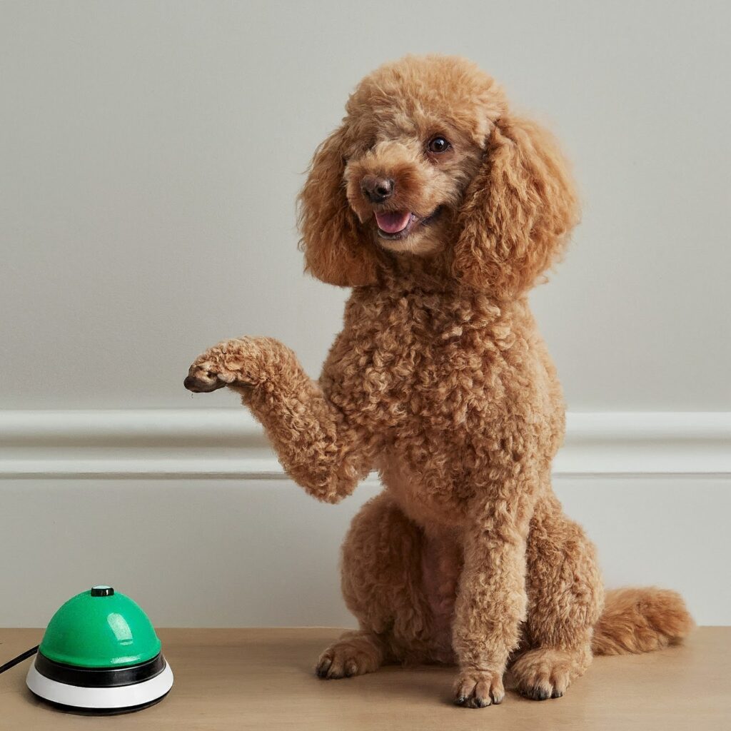 dog ringing a bell for potty alarm