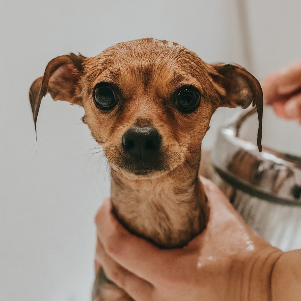 Bathing a small dog at home, Chihuahua in a sink