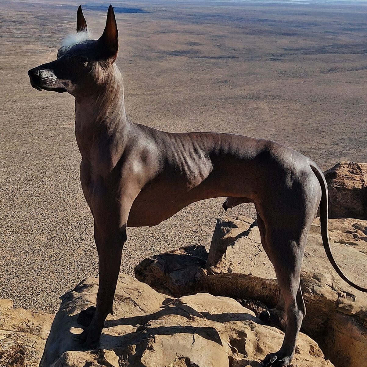 Hairless Xoloitzcuintli dog, an ancient Mexican breed, stands proudly on rocks surveying a wide landscape