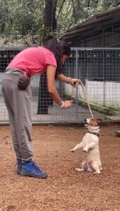 Read more about the article A Detailed Guide to Pet Training: Unlock Your Pet’s Potential and Build a Harmonious Relationship