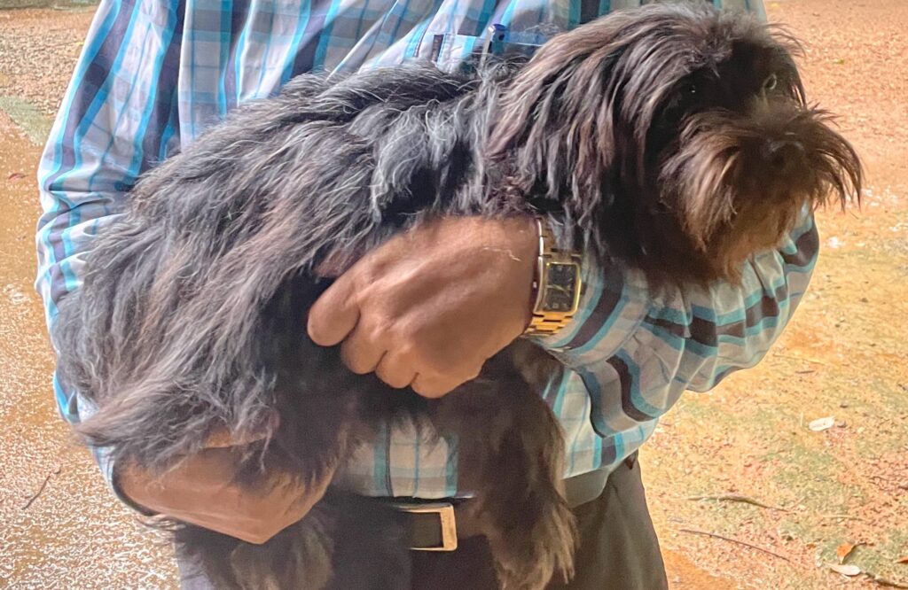 Black Shih Tzu dog with long, flowing fur in a man's lap