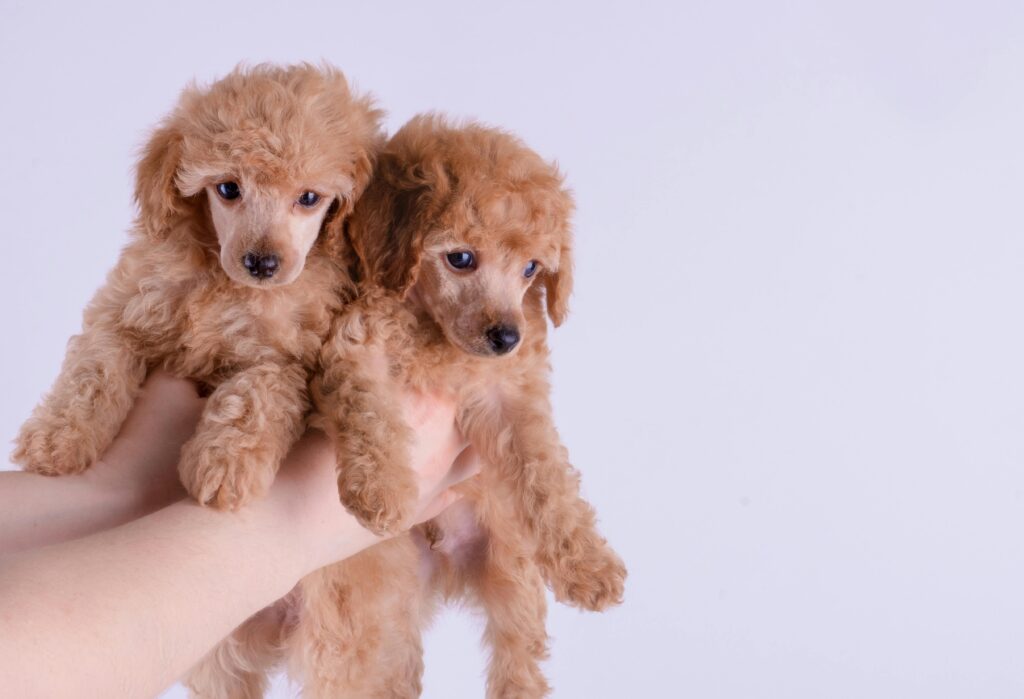 Two poodle puppies with soft, curly fur, held up in the air