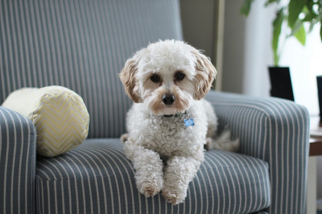 Bichon Frise puppy on a sofa covered with a protective slipcover, highlighting a solution for pet fur management