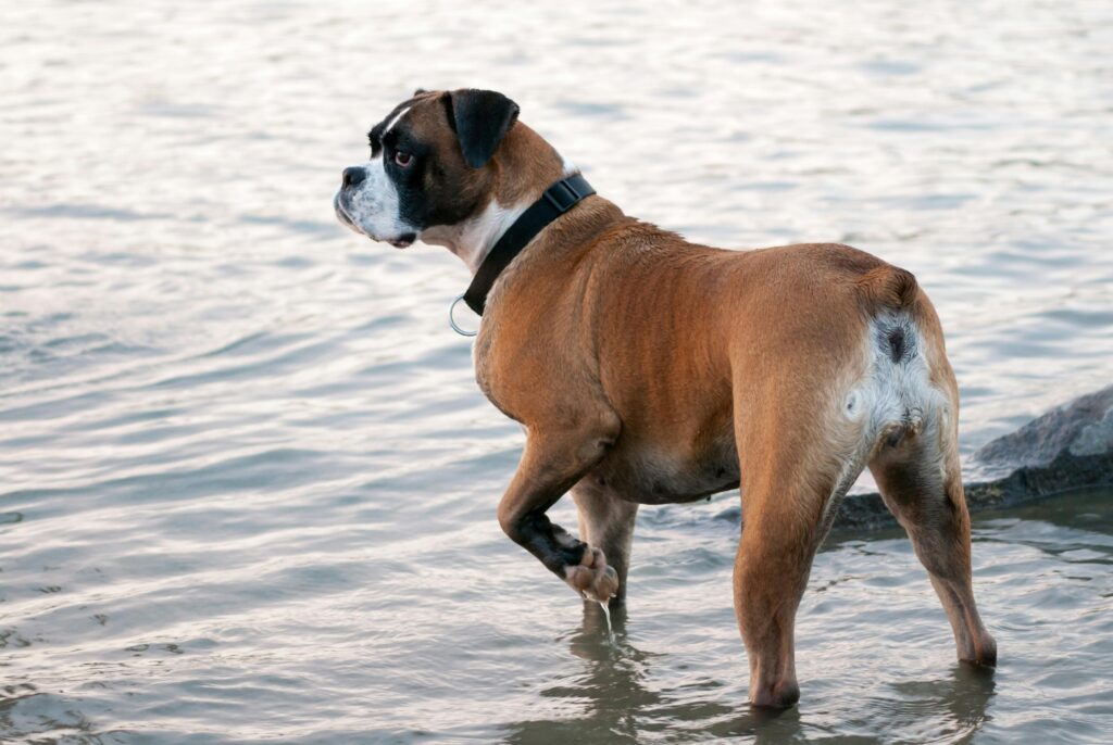 Boxer dog stands contemplatively in water, left paw raised, enjoying the ocean view