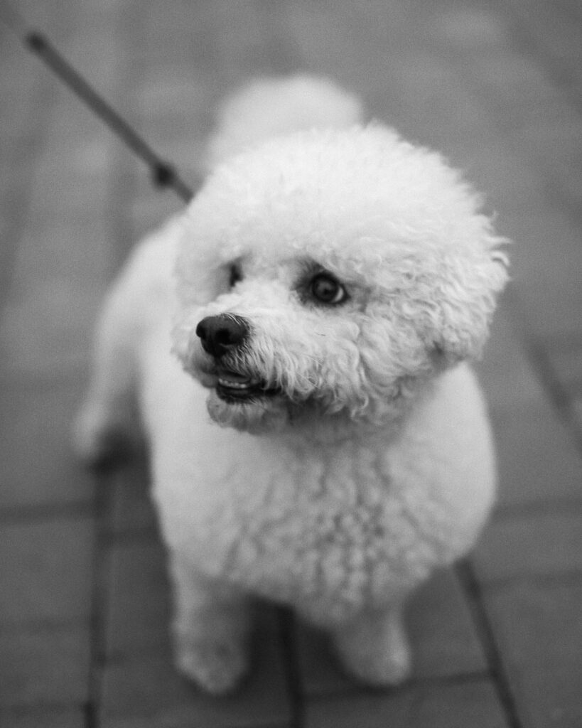 Elegant Bichon Frise in a close-up shot, its neatly groomed white fur contrasting the blurred background, gazing at something out of frame