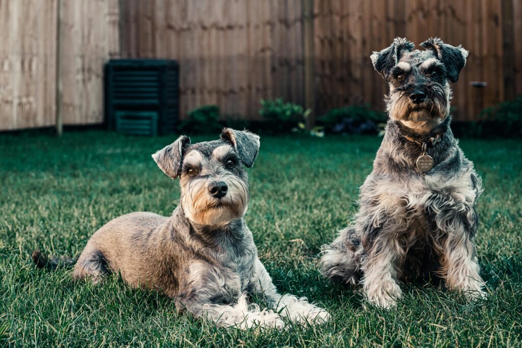 Two alert Schnauzers with wiry coats on a lawn, gazing curiously at the camera