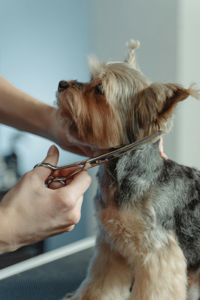 A person grooming a Yorkshire Terriers' coat