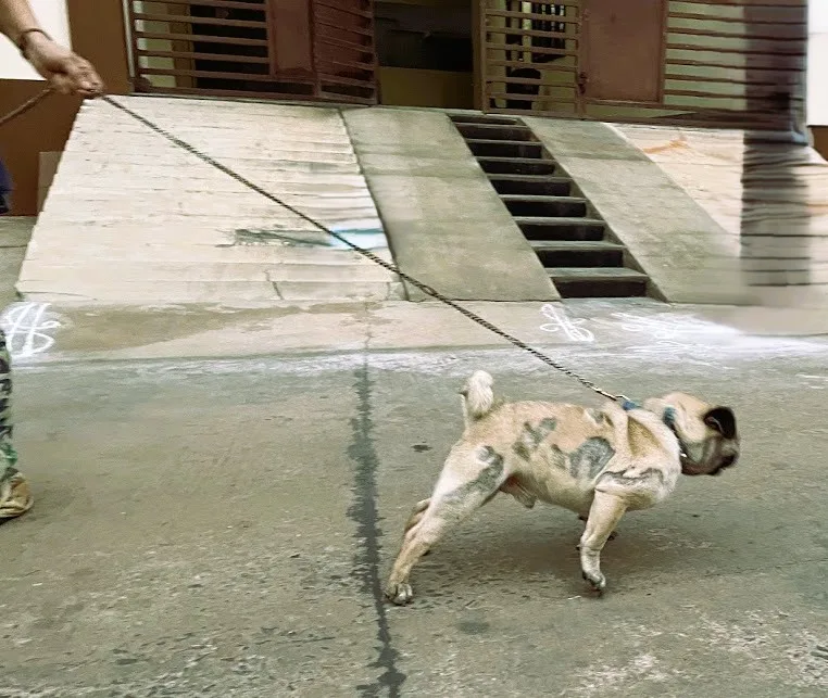 Leash pulling problem in dogs